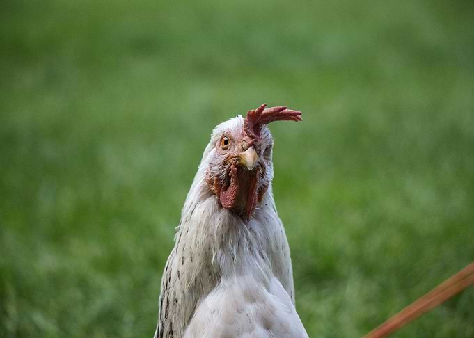 green white chicken