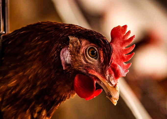 eye red chicken