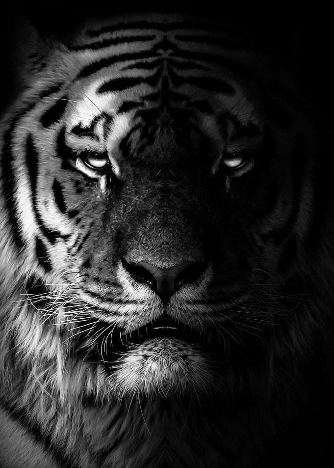 wild tiger black face