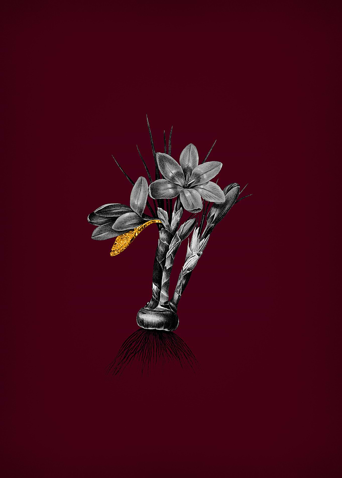 Crocus on Crimson