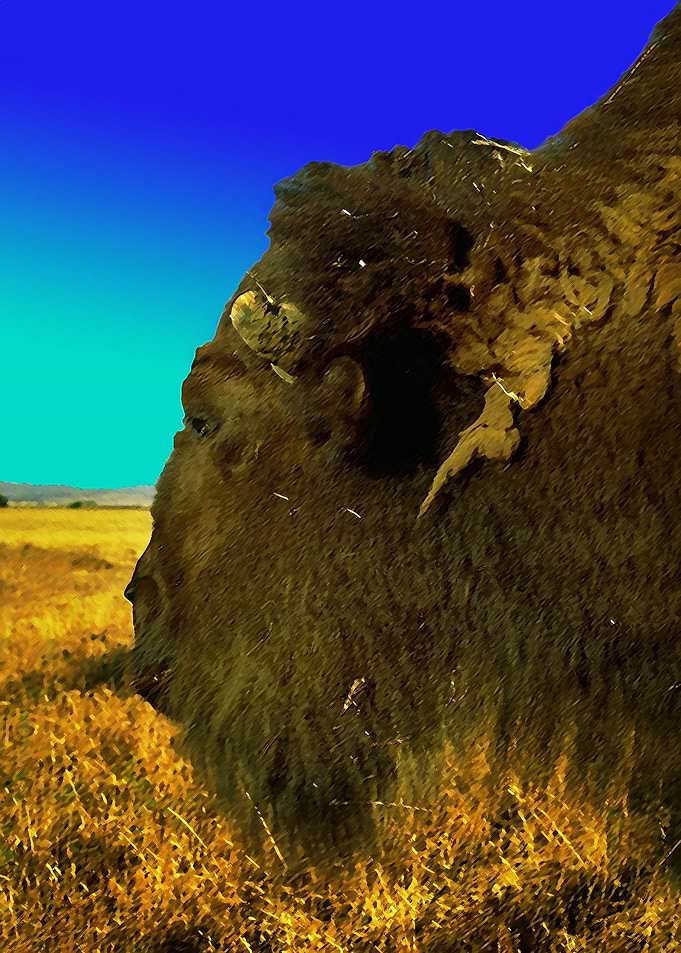 Bison
