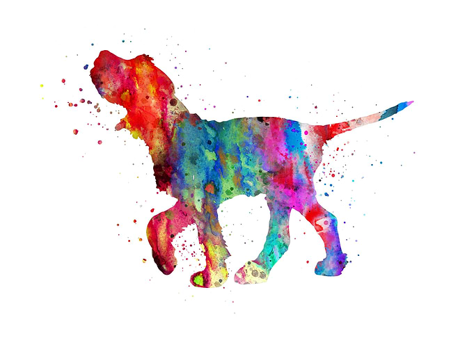 Italian Spinone