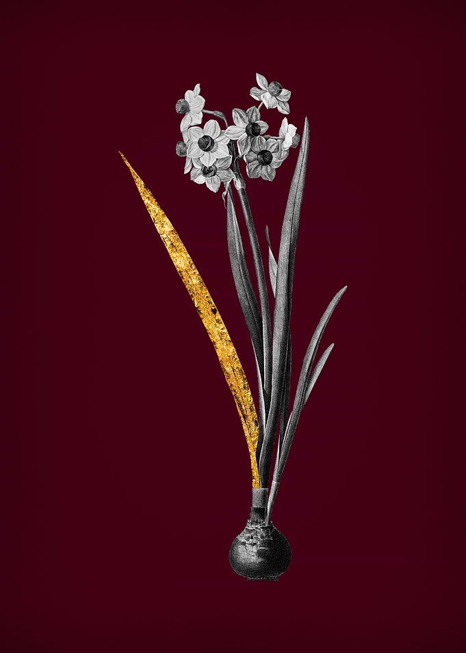 Daffodil on Crimson