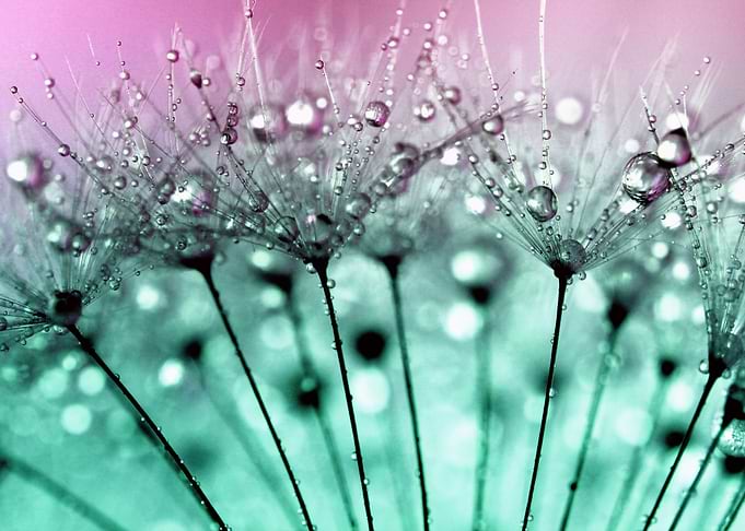 Dandelion Raindrops