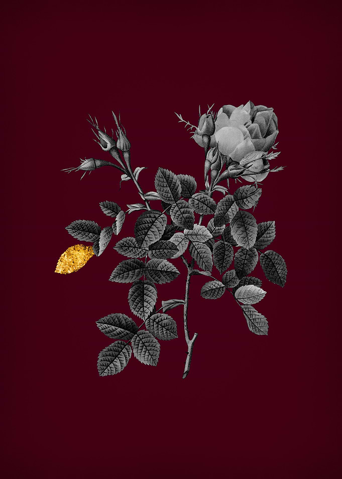 Dwarf Damask Rose on Wine