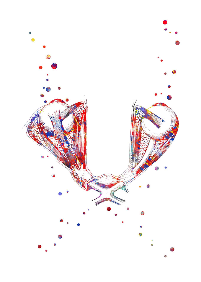 The optic chiasm