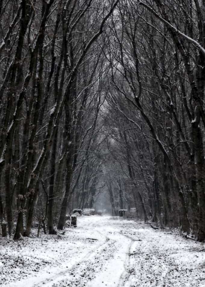 Forrestpath in Winter
