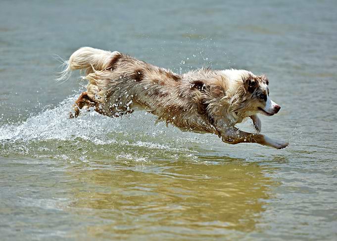 Dog At The Beach