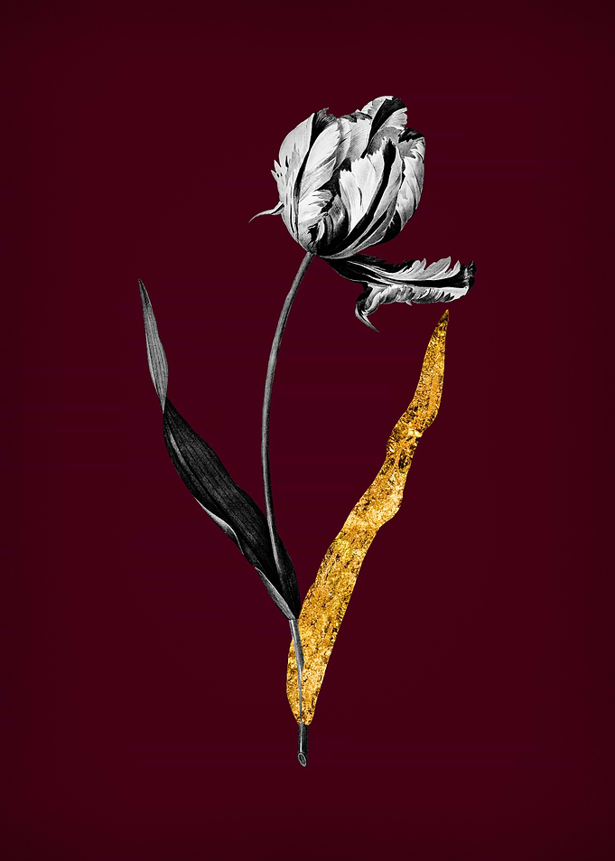 Didiers Tulip on Wine Red