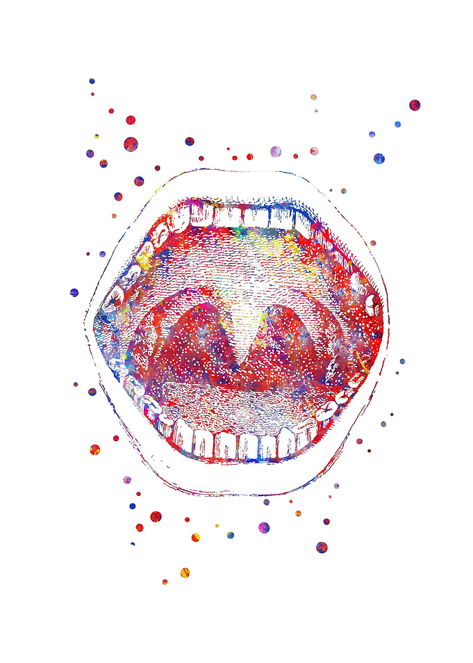 Mouth anatomy