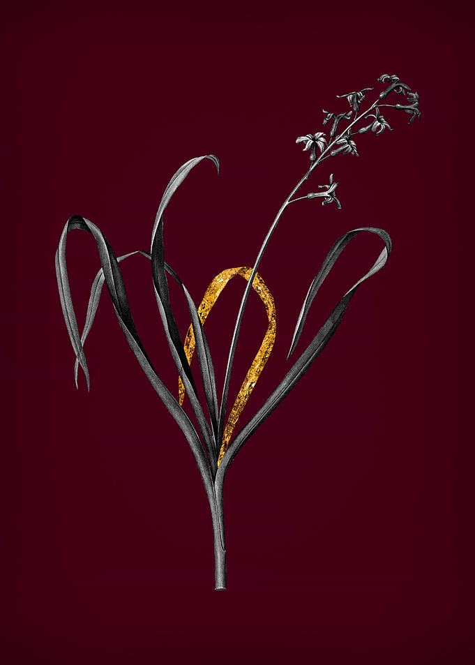 Dutch Hyacinth on Wine Red
