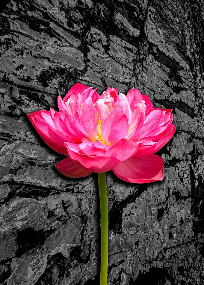 Pink Lily on Rocks