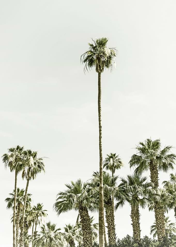 Palm Trees Summertime