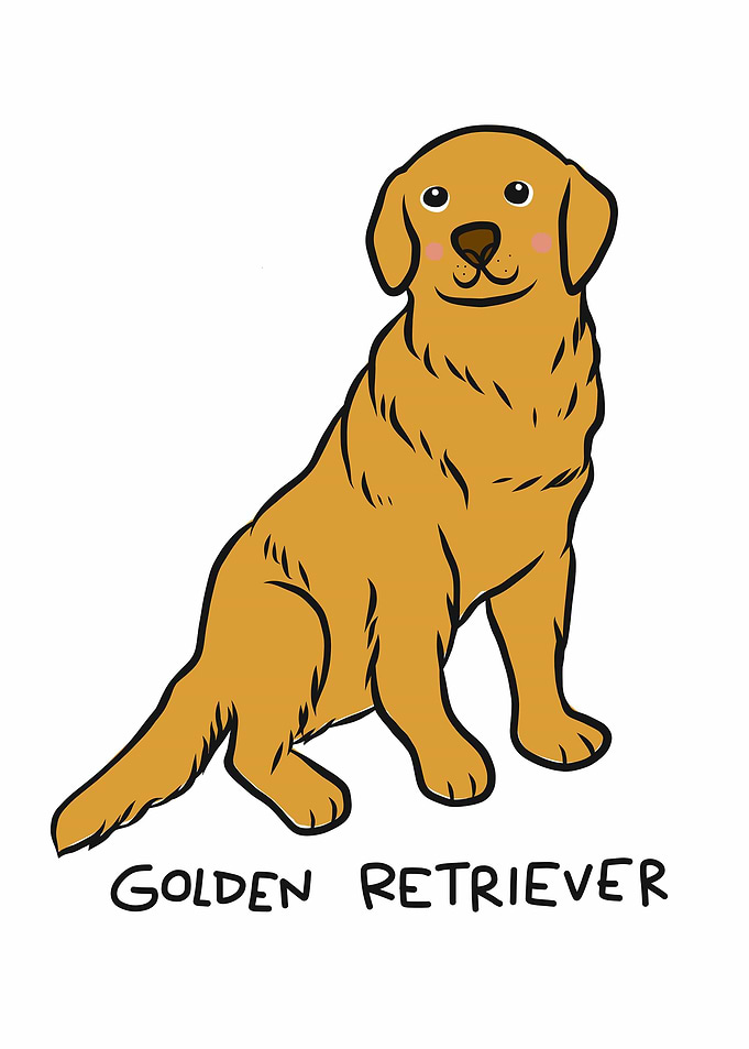 Golden Retriever dog