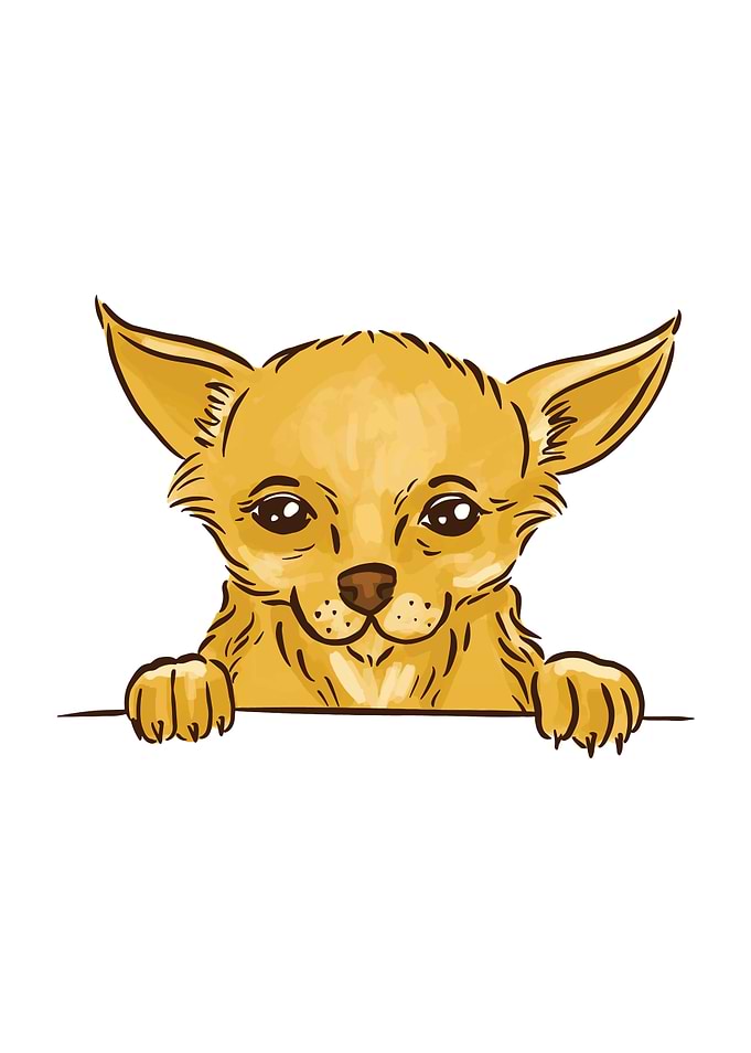 CUTE CHIHUAHUA