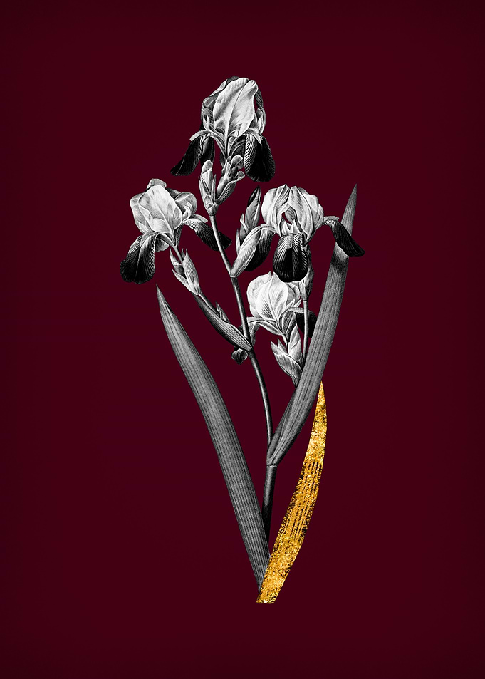 Elder Scented Iris on Wine