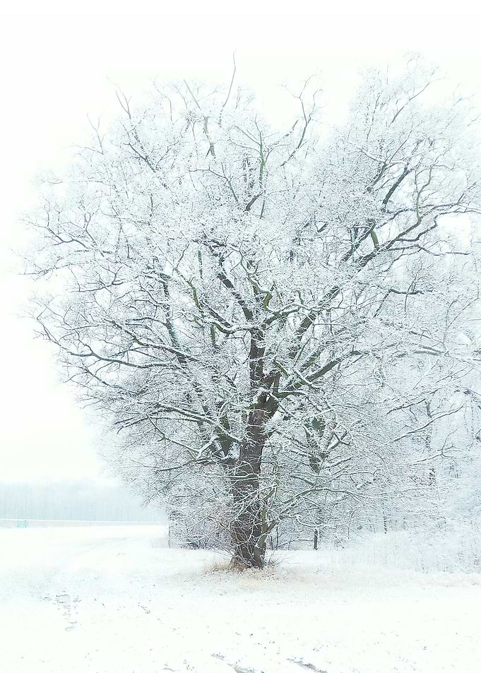 Wintertree