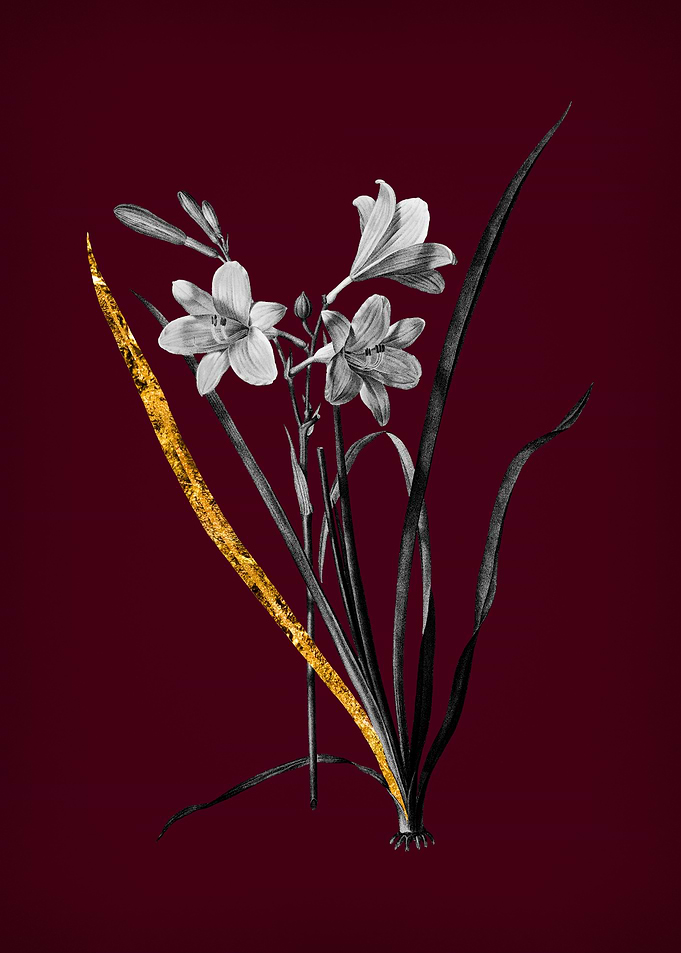 Daylily on Wine Red
