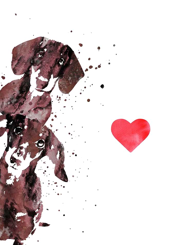 Dachshund