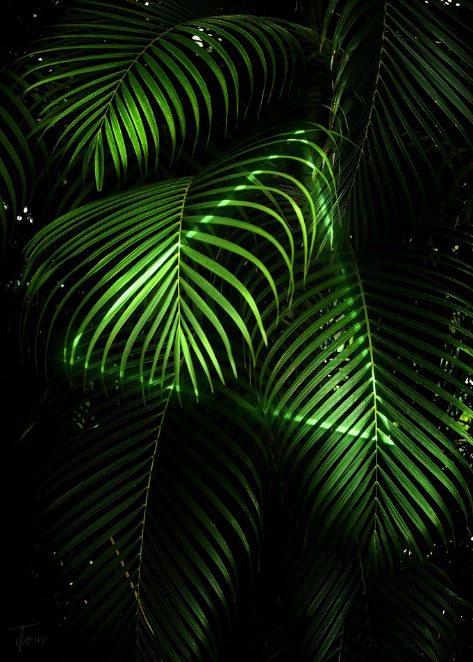 Palms
