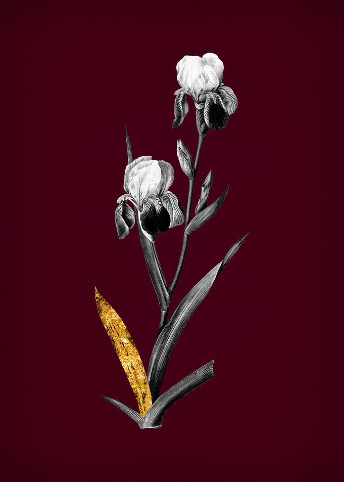 Elder Iris on Crimson