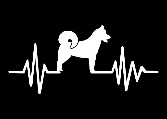 Greenland Dog