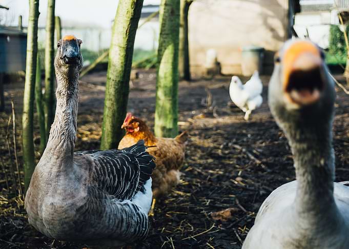 Angry Goose