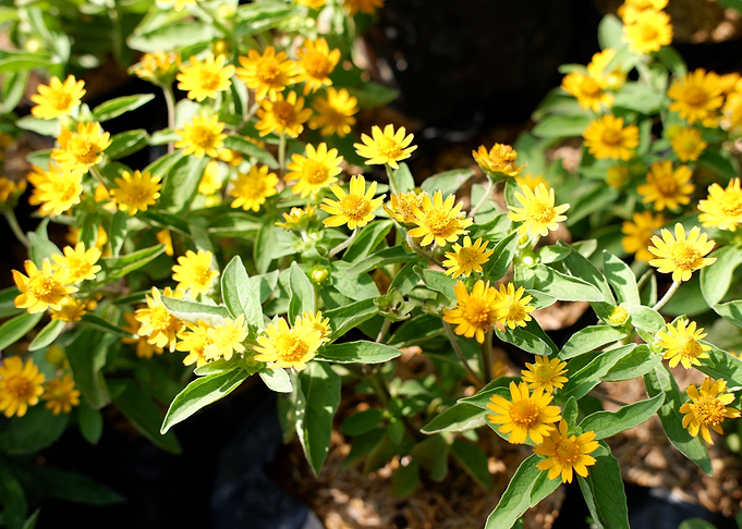 Beautiful Yellow Flower