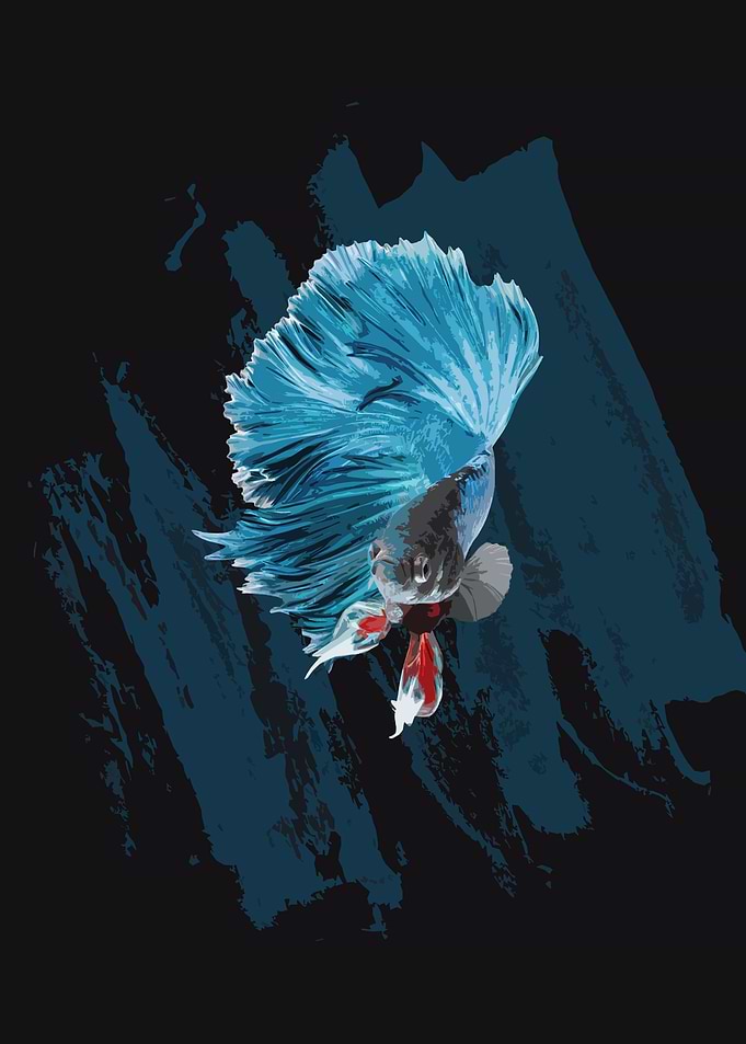 betta fish