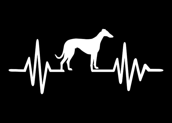 Greyhound