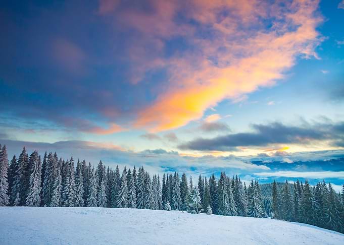 Winter forest landscape