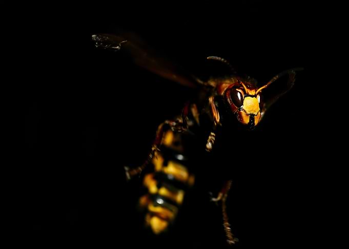 bee isolated blackscreen