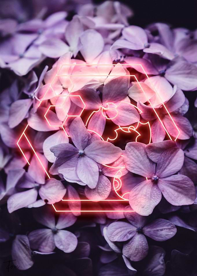 Hydrangea