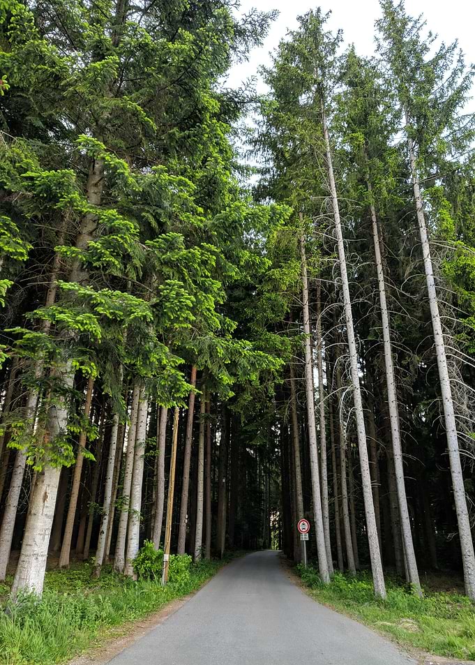Trees Tree Forest Way