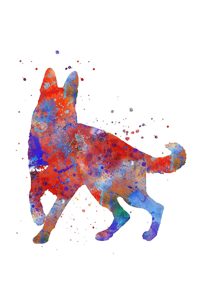 German Shepherd