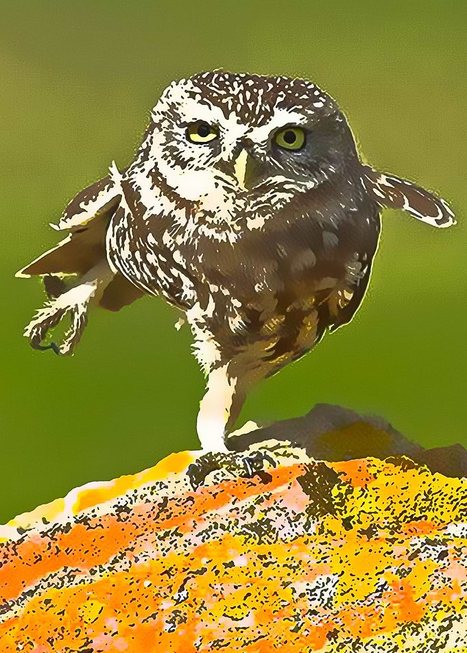 Animals 20