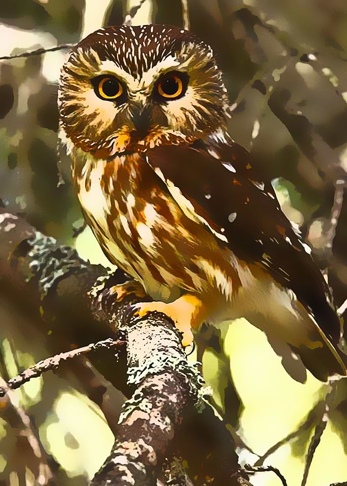 Animals 24