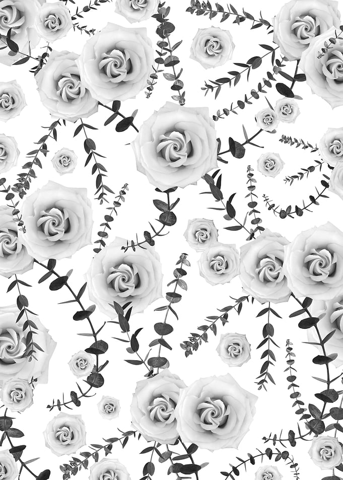Black White Beauty Rose 1