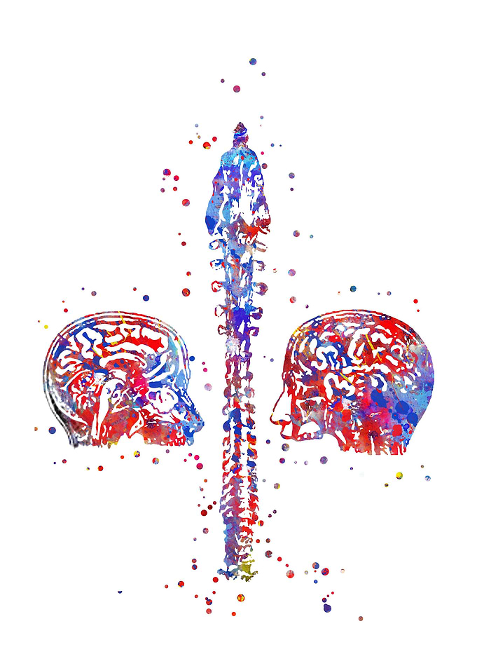 Skulls with spinal cord