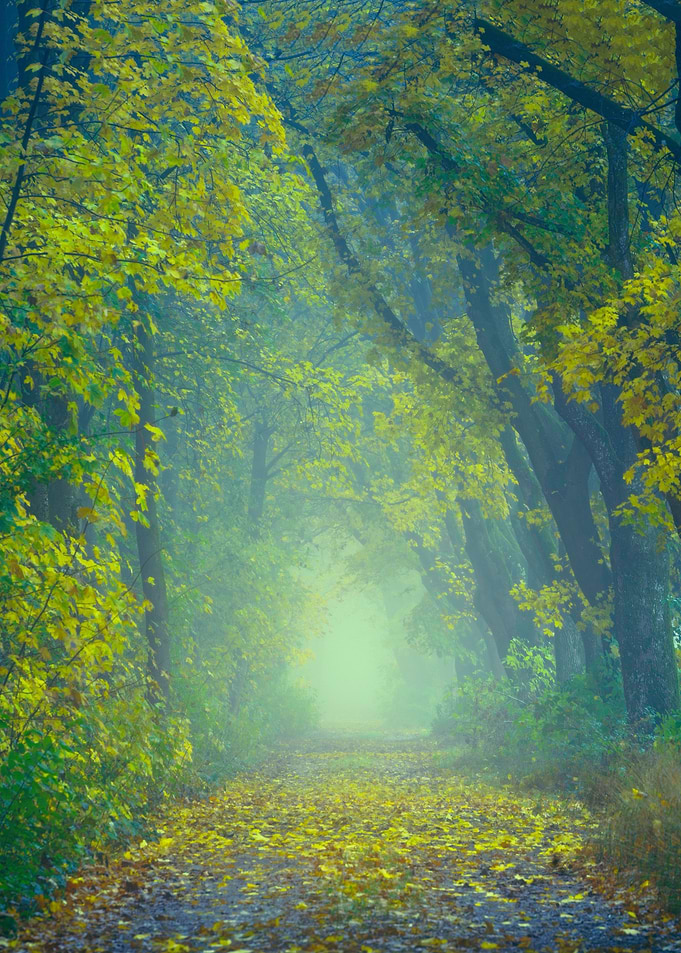 Enchanting Forest