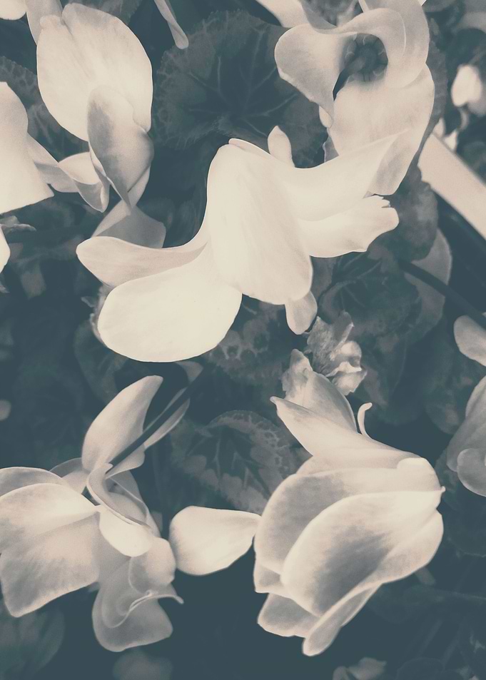 Abstract floral background