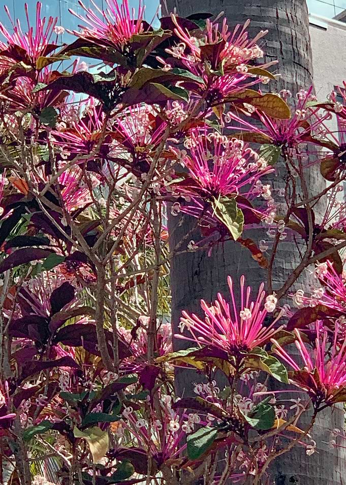 Flowers