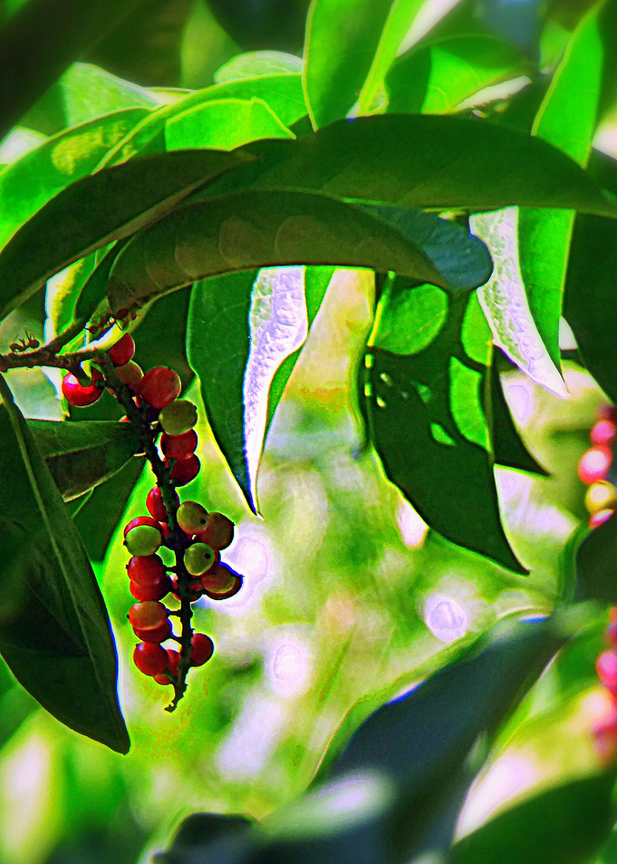 Wild Berries 3