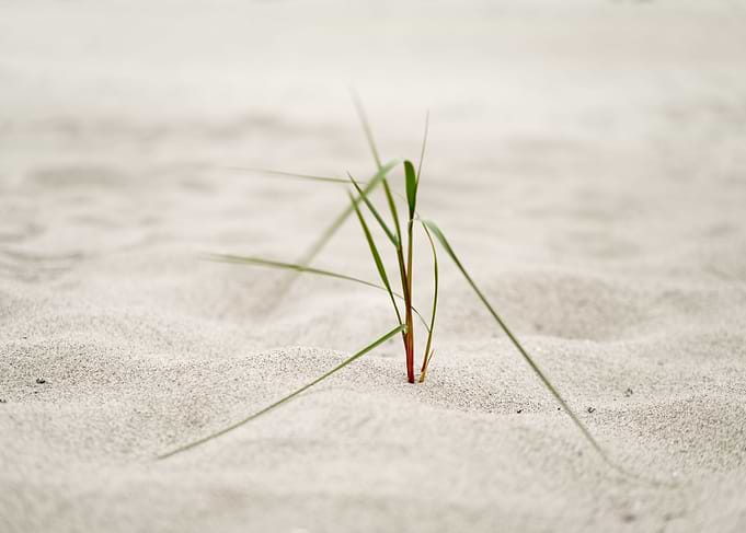 Beach grass in sea breeze