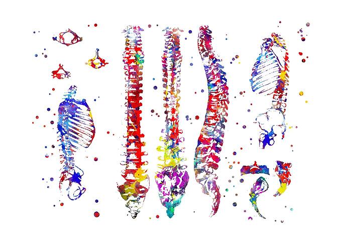 Human anatomy bones