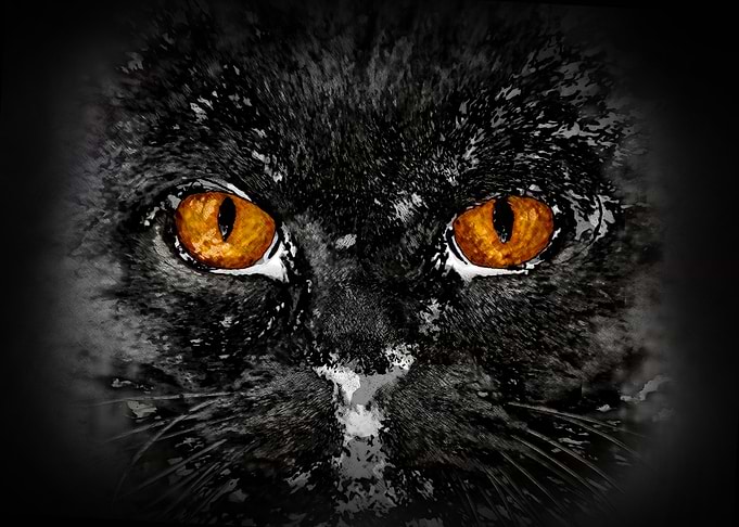 The Cats Gaze