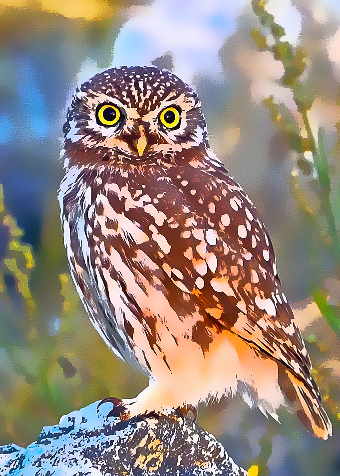 Animals 17