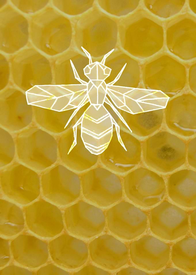 Honeycomb Bee