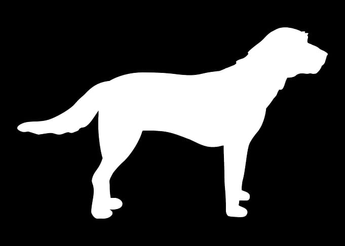 Griffon