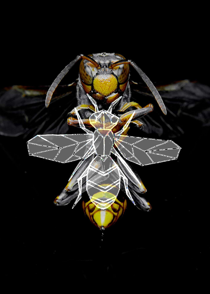 Black wasp